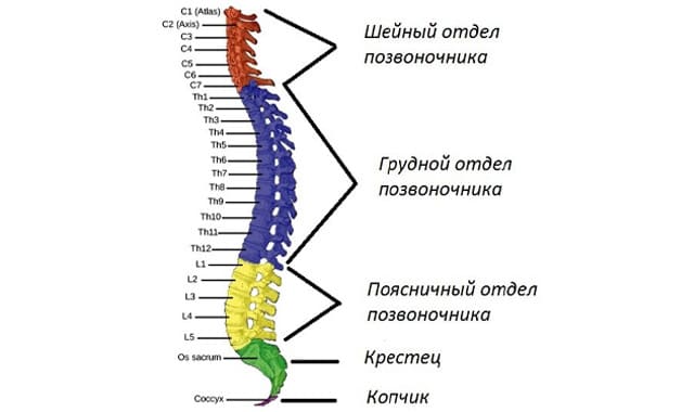 Позвоночник Человека Фото С Номерами